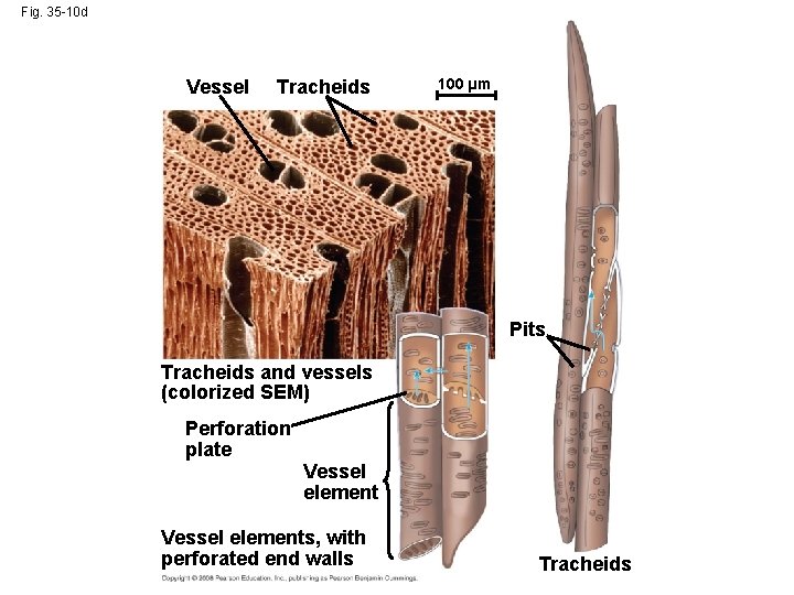 Fig. 35 -10 d Vessel Tracheids 100 µm Pits Tracheids and vessels (colorized SEM)