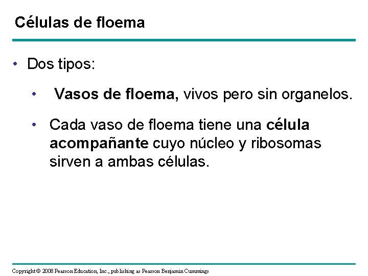 Células de floema • Dos tipos: • Vasos de floema, vivos pero sin organelos.