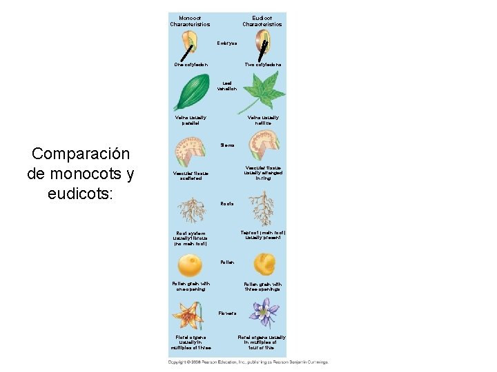 Monocot Characteristics Eudicot Characteristics Embryos One cotyledon Two cotyledons Leaf venation Veins usually parallel
