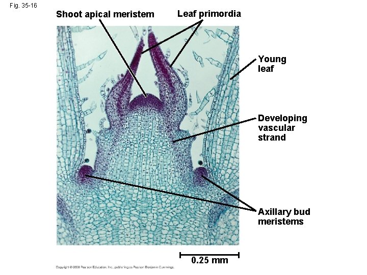 Fig. 35 -16 Shoot apical meristem Leaf primordia Young leaf Developing vascular strand Axillary