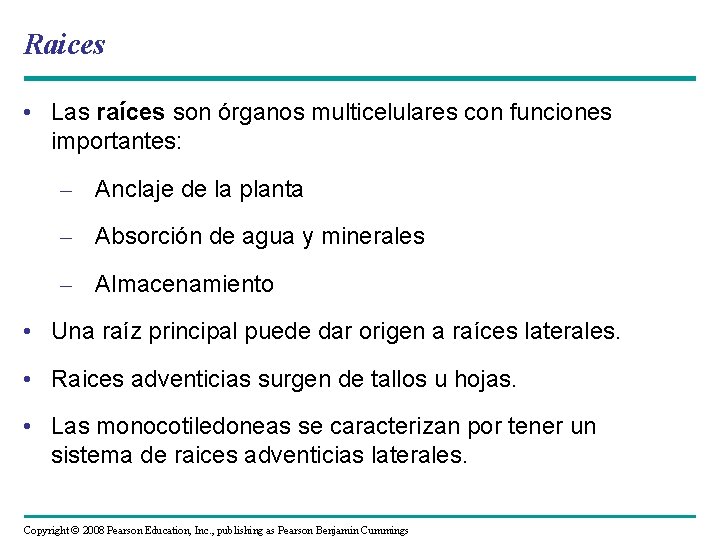 Raices • Las raíces son órganos multicelulares con funciones importantes: – Anclaje de la