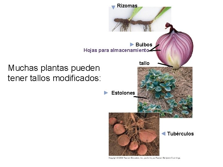 Rizomas Bulbos Hojas para almacenamiento tallo Muchas plantas pueden tener tallos modificados: Estolones Tubérculos