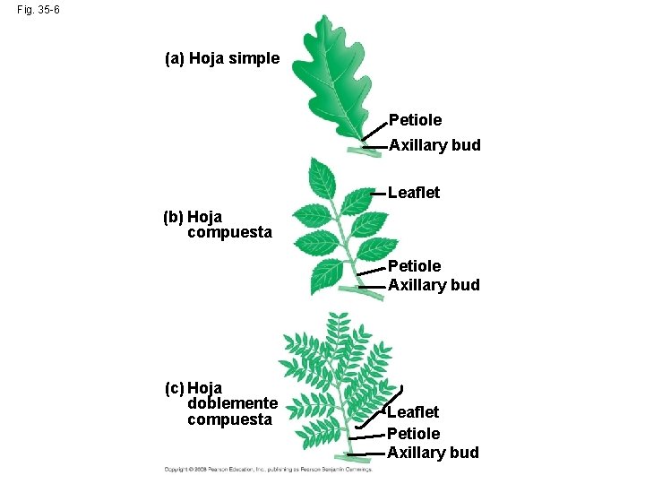 Fig. 35 -6 (a) Hoja simple Petiole Axillary bud Leaflet (b) Hoja compuesta Petiole