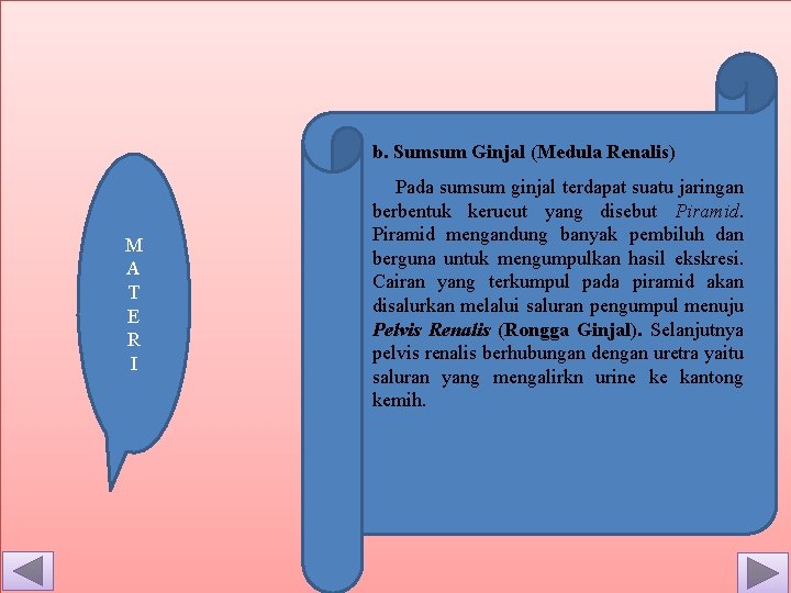 b. Sumsum Ginjal (Medula Renalis) M A T E R I Pada sumsum ginjal