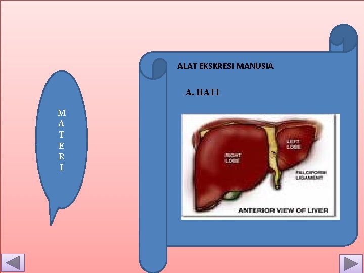 ALAT EKSKRESI MANUSIA A. HATI M A T E R I 