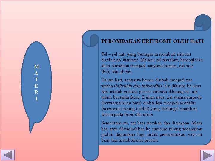 PEROMBAKAN ERITROSIT OLEH HATI M A T E R I Sel – sel hati