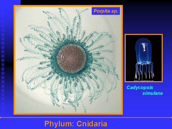 Porpita sp. Cadycopsis simulans Phylum: Cnidaria 