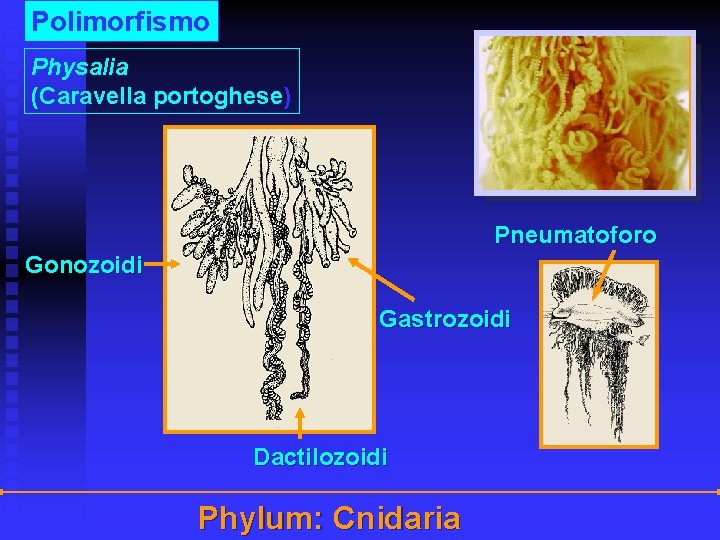 Polimorfismo Physalia (Caravella portoghese) Pneumatoforo Gonozoidi Gastrozoidi Dactilozoidi Phylum: Cnidaria 