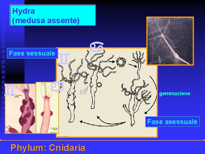 Hydra (medusa assente) Fase sessuale gemmazione Fase asessuale Phylum: Cnidaria 