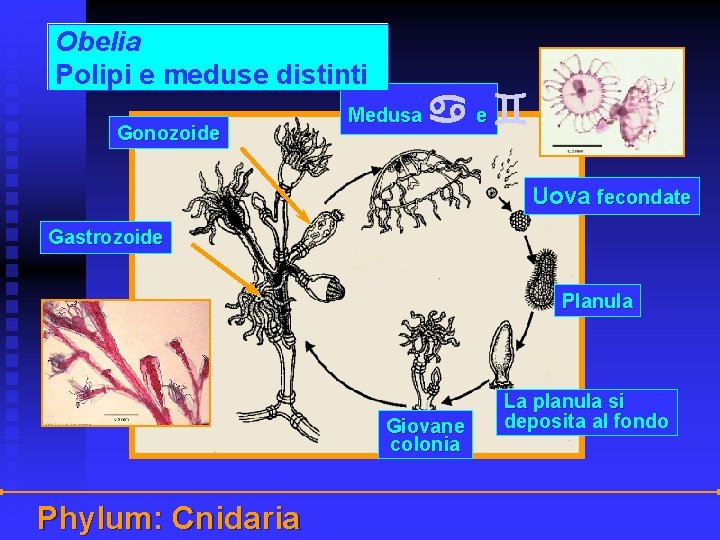 Obelia Polipi e meduse distinti Gonozoide Medusa e Uova fecondate Gastrozoide Planula Giovane colonia