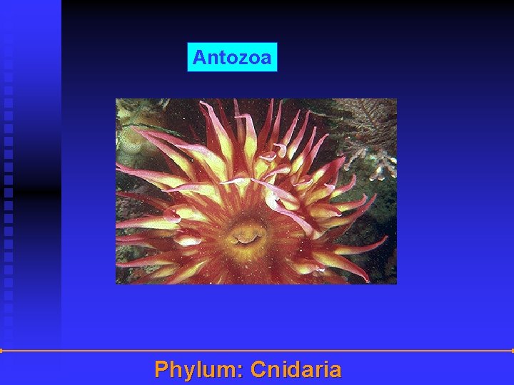 Antozoa Phylum: Cnidaria 