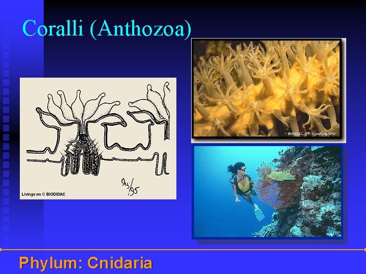 Coralli (Anthozoa) Phylum: Cnidaria 