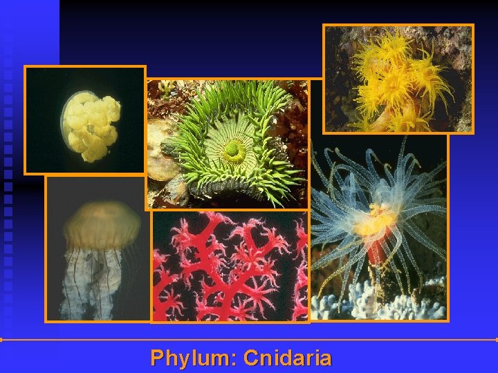 Phylum: Cnidaria 