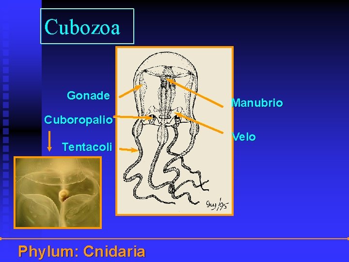 Cubozoa Gonade Manubrio Cuboropalio Tentacoli Phylum: Cnidaria Velo 