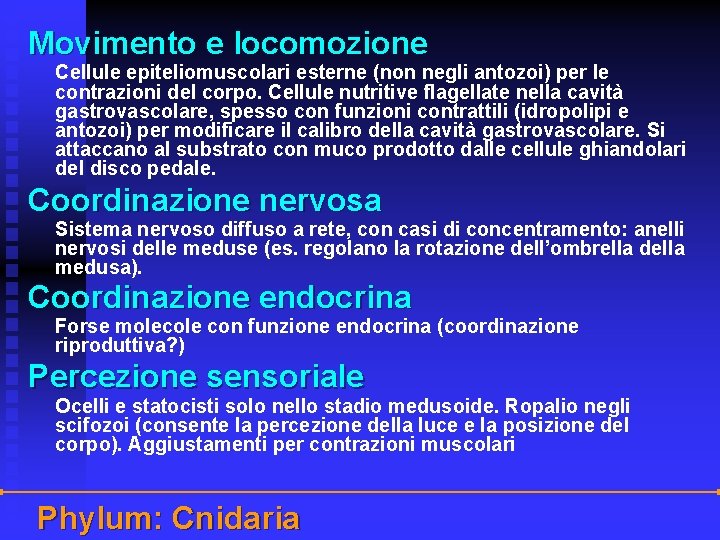 Movimento e locomozione Cellule epiteliomuscolari esterne (non negli antozoi) per le contrazioni del corpo.