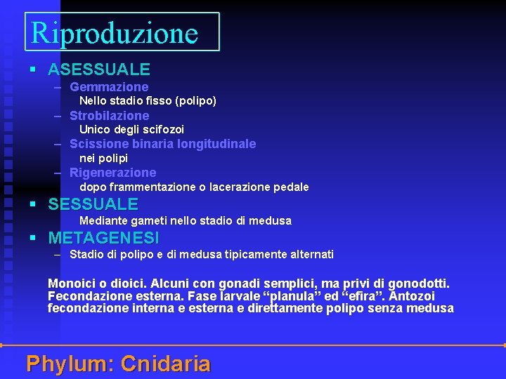 Riproduzione § ASESSUALE – Gemmazione Nello stadio fisso (polipo) – Strobilazione Unico degli scifozoi