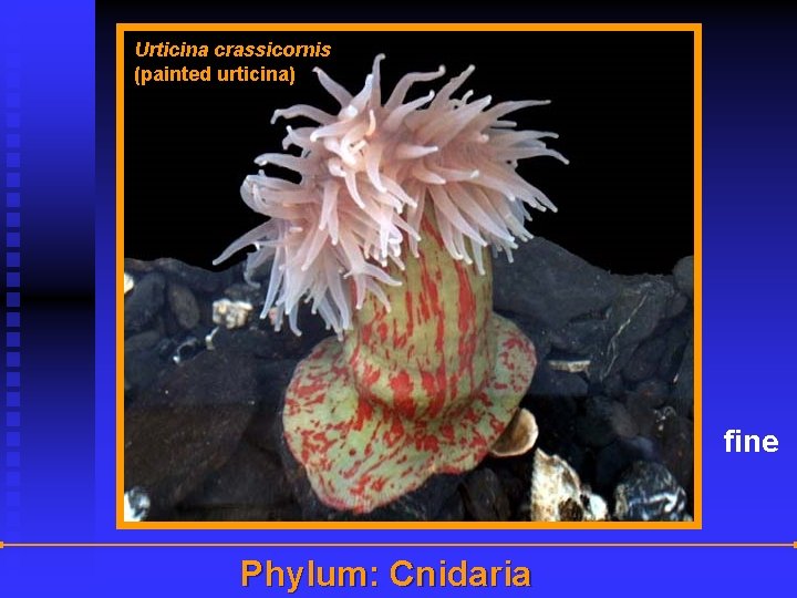 Urticina crassicornis (painted urticina) fine Phylum: Cnidaria 