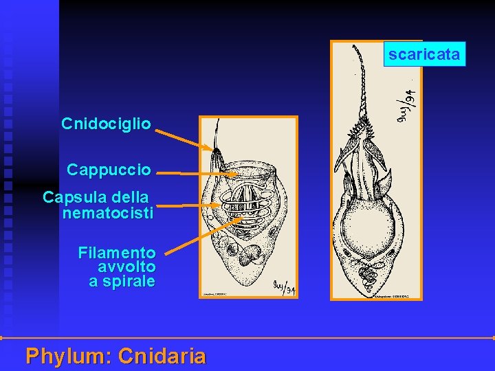 scaricata Cnidociglio Cappuccio Capsula della nematocisti Filamento avvolto a spirale Phylum: Cnidaria 