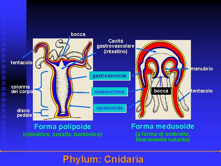 bocca Cavità gastrovascolare (intestino) tentacolo manubrio gastrodermide colonna del corpo bocca mesenchima tentacolo epidermide