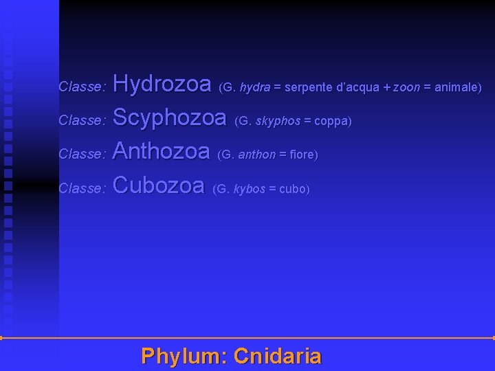 Hydrozoa (G. hydra = serpente d’acqua + zoon = animale) Classe: Scyphozoa (G. skyphos