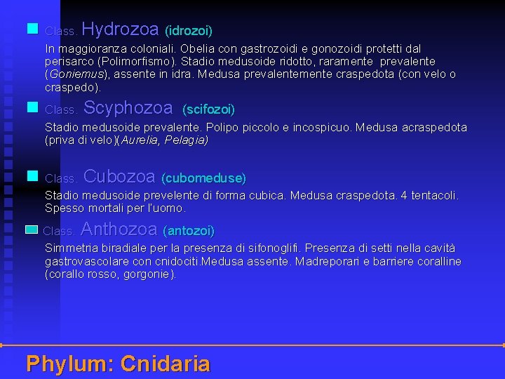 n Class. Hydrozoa (idrozoi) In maggioranza coloniali. Obelia con gastrozoidi e gonozoidi protetti dal