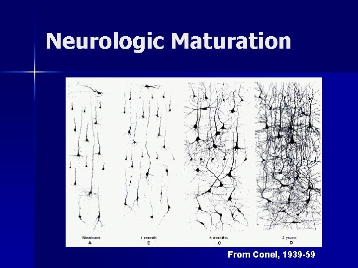 Neurologic Maturation From Conel, 1939 -59 