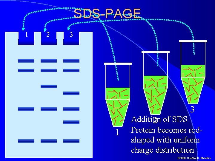 SDS-PAGE 1 2 3 3 1 Addition 2 of SDS Protein becomes rodshaped with