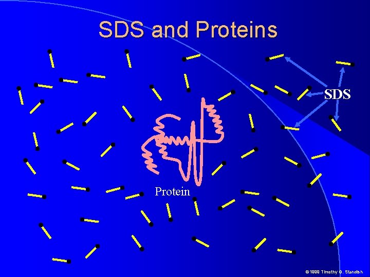 SDS and Proteins SDS Protein © 1999 Timothy G. Standish 