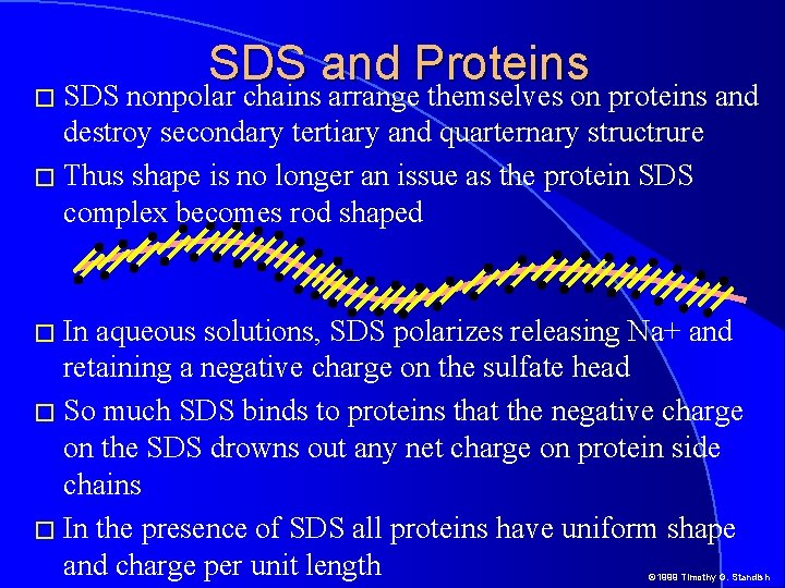 SDS and Proteins � SDS nonpolar chains arrange themselves on proteins and destroy secondary