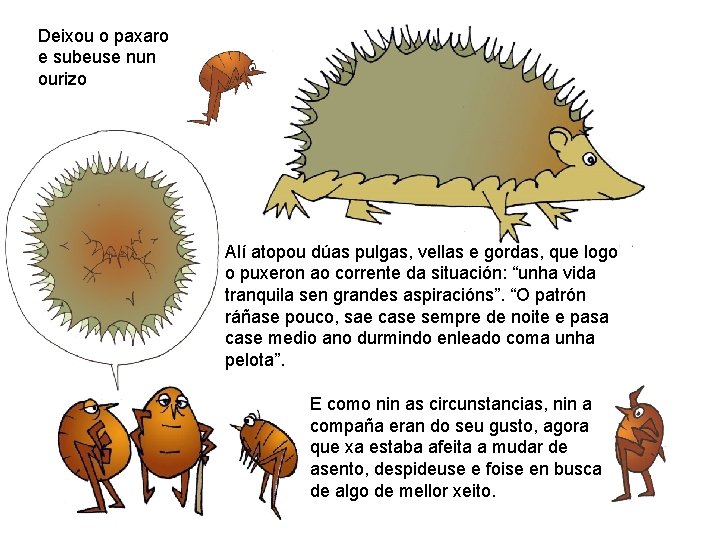 Deixou o paxaro e subeuse nun ourizo Alí atopou dúas pulgas, vellas e gordas,