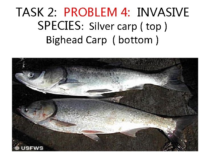 TASK 2: PROBLEM 4: INVASIVE SPECIES: Silver carp ( top ) Bighead Carp (