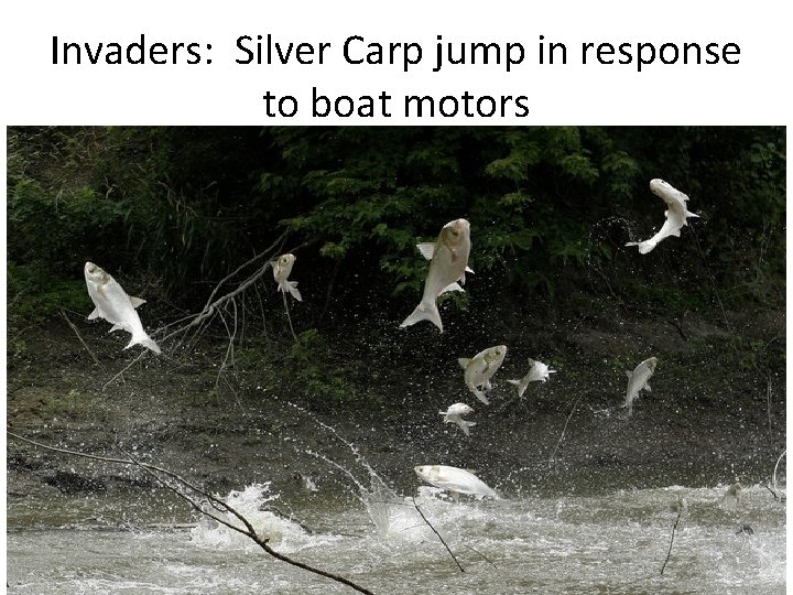 Invaders: Silver Carp jump in response to boat motors 