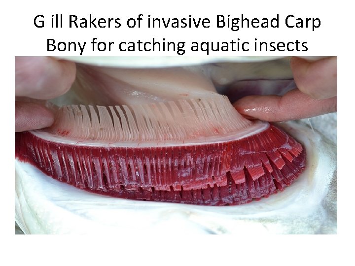 G ill Rakers of invasive Bighead Carp Bony for catching aquatic insects 