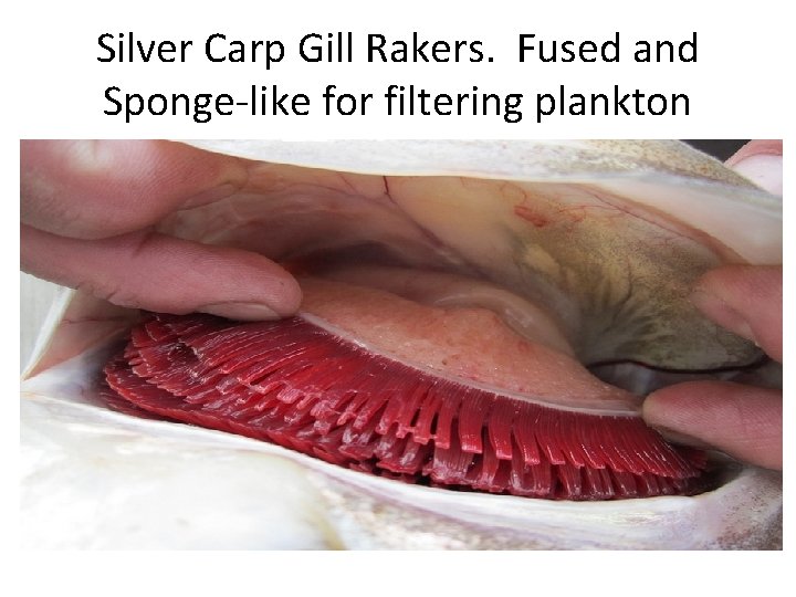 Silver Carp Gill Rakers. Fused and Sponge-like for filtering plankton 