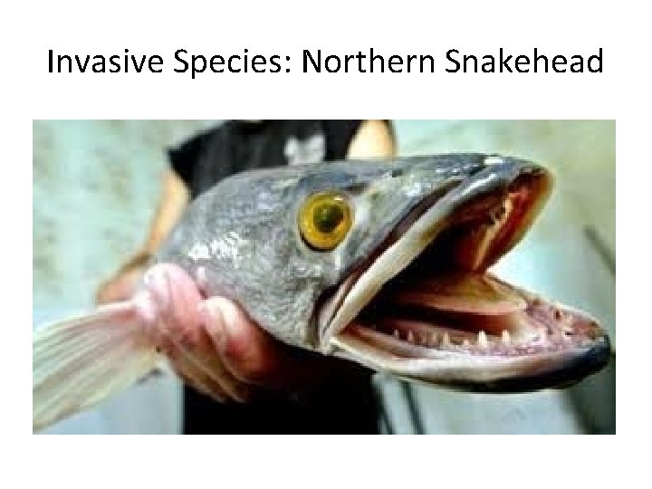 Invasive Species: Northern Snakehead 