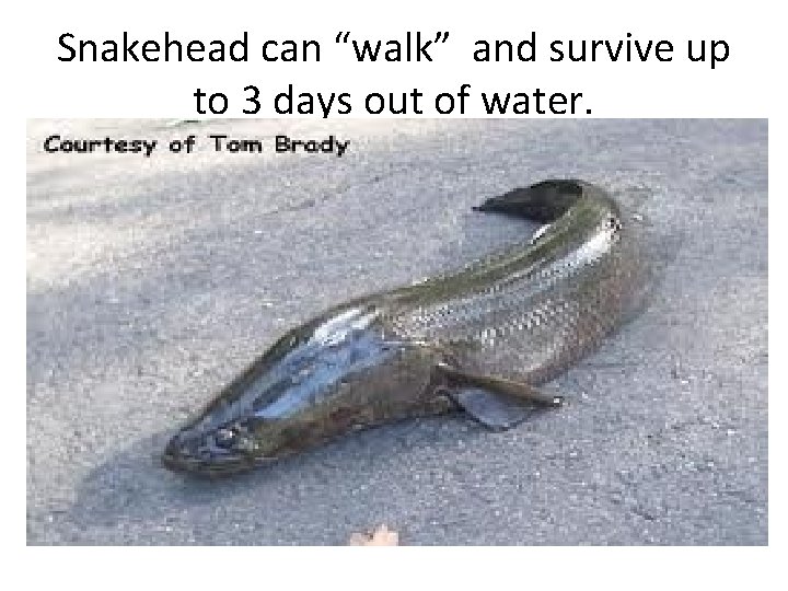 Snakehead can “walk” and survive up to 3 days out of water. 