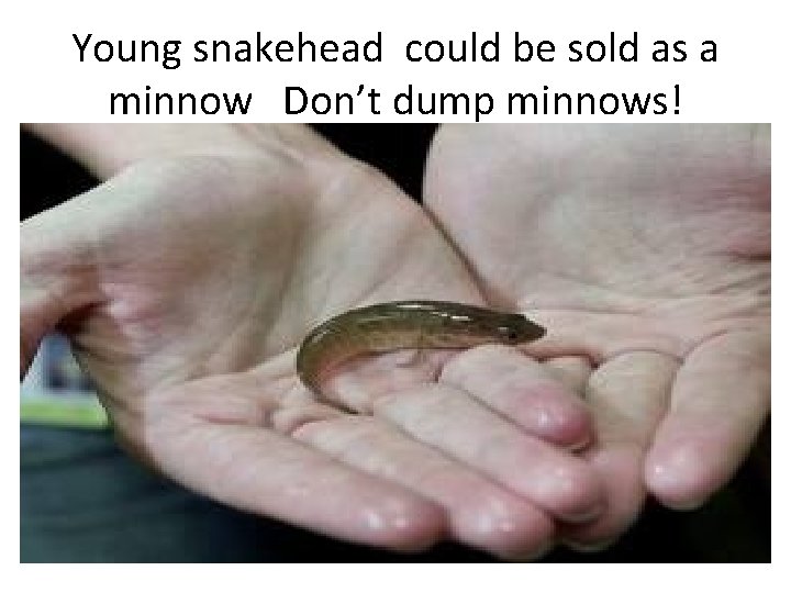 Young snakehead could be sold as a minnow Don’t dump minnows! 