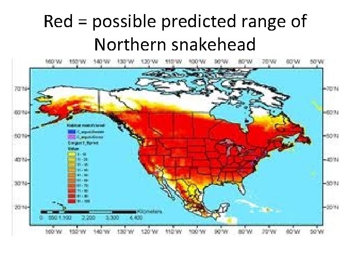 Red = possible predicted range of Northern snakehead 