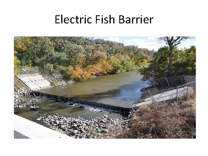 Electric Fish Barrier 