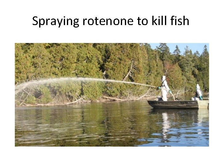 Spraying rotenone to kill fish 