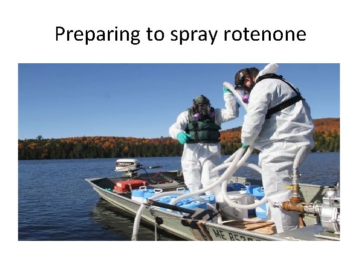 Preparing to spray rotenone 