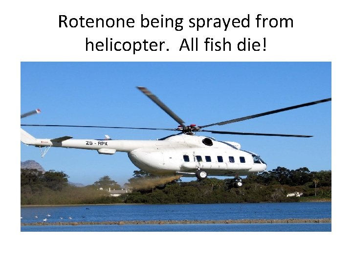 Rotenone being sprayed from helicopter. All fish die! 