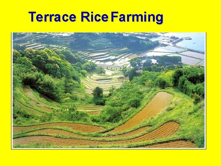 Terrace Rice Farming 