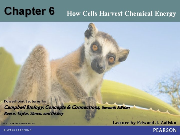 Chapter 6 How Cells Harvest Chemical Energy Power. Point Lectures for Campbell Biology: Concepts