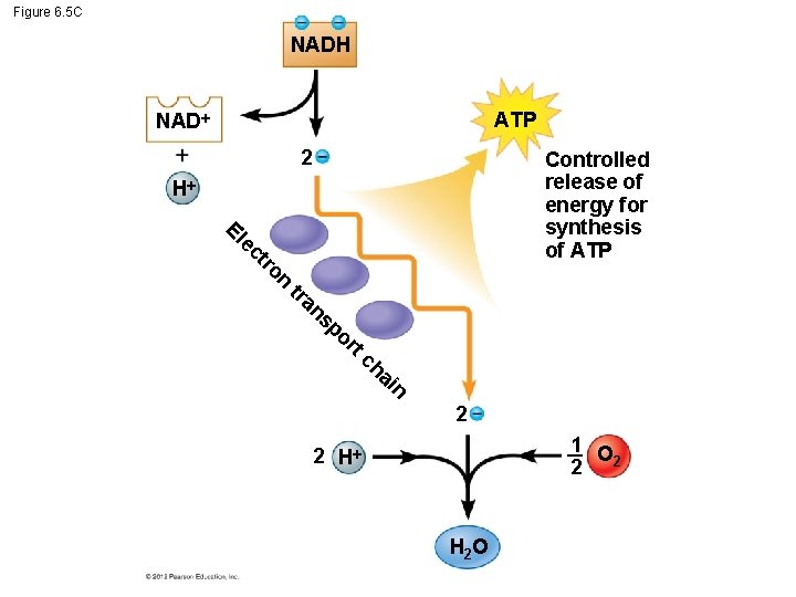 Figure 6. 5 C NADH ATP NAD 2 Controlled release of energy for synthesis