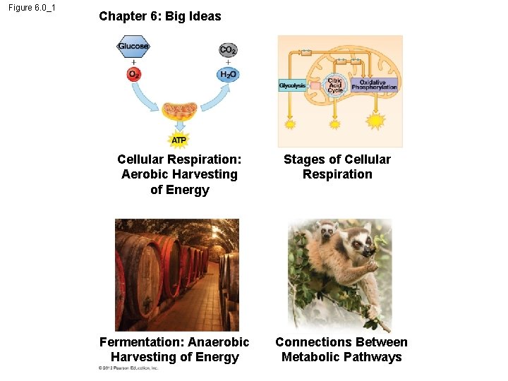 Figure 6. 0_1 Chapter 6: Big Ideas Cellular Respiration: Aerobic Harvesting of Energy Fermentation: