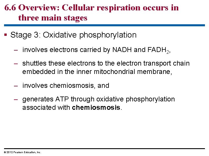 6. 6 Overview: Cellular respiration occurs in three main stages Stage 3: Oxidative phosphorylation