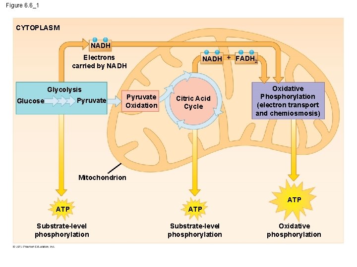 Figure 6. 6_1 CYTOPLASM NADH Electrons carried by NADH Glycolysis Pyruvate Glucose Pyruvate Oxidation