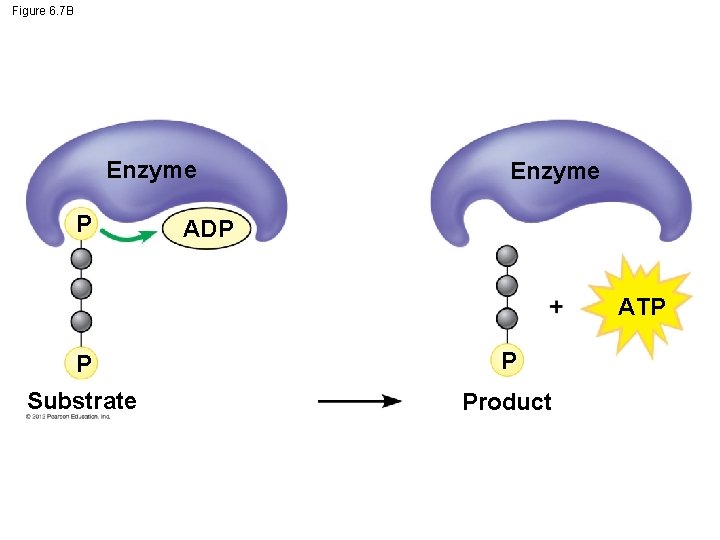 Figure 6. 7 B Enzyme P Enzyme ADP ATP P P Substrate Product 