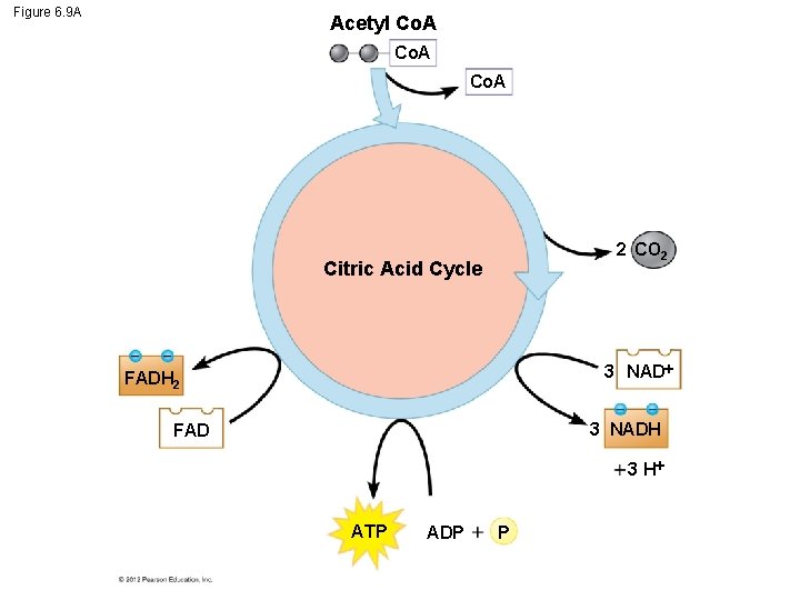 Figure 6. 9 A Acetyl Co. A 2 CO 2 Citric Acid Cycle 3